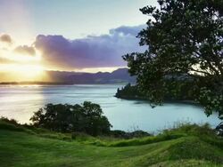 Tree at the Coast Stock Footage