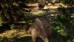 Dinosaurs To Birds Stock Footage