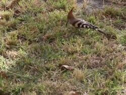 MS TS View of Brown striped wood pecker moving on ground / Aswan, Egypt  Stock Footage