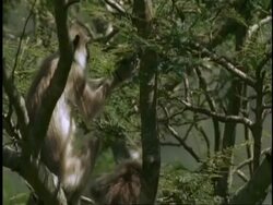 MS Nilgiri langur, Prebytis johnii, eating leaves from tree, Western Ghats, India Stock Footage