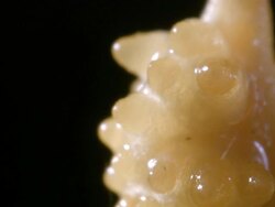 Extreme close-up of a Cordyceps fungus releasing spores Stock Footage