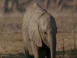 CU African Elephant calf standing, eating, then turns to follow parent, sunny, Mana Pools, Zimbabwe Stock Footage