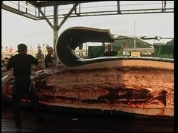 Whaling village catches first whale of the year News Clip