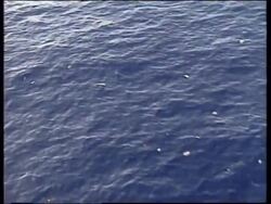 DOMINICAN REPUBLIC: BOEING 757 AIRCRAFT CRASH: SEARCH FOR SURVIVORS News Clip