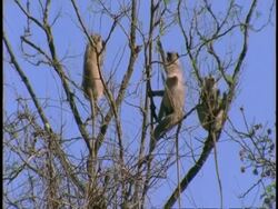 MS group of Hanuman Langurs, Semnopithecus entellus, sitting on tree branches, Bandhavgarh National Park, India Stock Footage