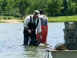 WS Group of  Watermen Harvesting Clams in Shallow Water / Oyster, Virginia, USA Stock Footage