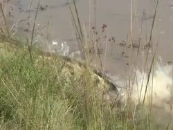 Nile Crocodile Stock Footage