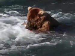 MS Shot of dominant brown bear sitting in Brooks River eating caught salmon / Alaska, United States Stock Footage