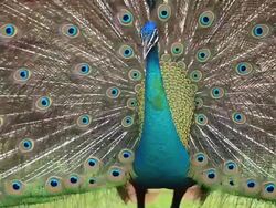 peacock Stock Footage