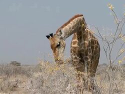 giraffe Stock Footage