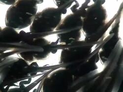 Tadpoles Stock Footage