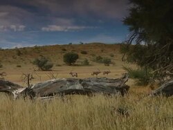 WS View of Gemsbok, tree log foregrounded, Boesmanland / North West Province, South Africa Stock Footage