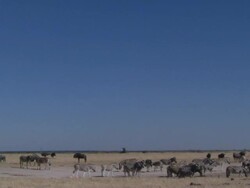 Extreme long shot of zebra, springbok and wildebeest walking about, Namibia Stock Footage