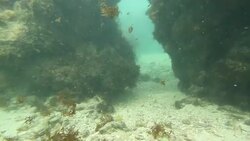 Small plant debris floats around corals. Stock Footage