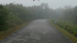 Bird Great Blue Heron Flying passing overhead Stock Footage