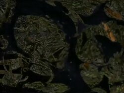 NATURE BACKGROUND : close-up, vortex, black back (TRANSITION) Stock Footage