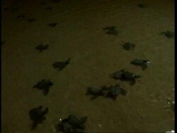 Olive Ridley turtle (Lepidochelys olivacea); juveniles in shallow water at night. India Stock Footage