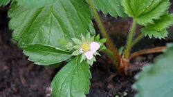 strawberry flowers Stock Footage