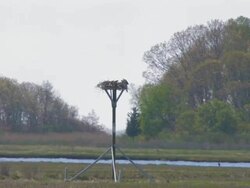 Osprey nest Stock Footage