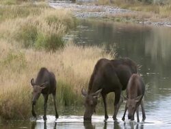 MS Shot of cow moose with two calves grazing in Snake river / Jackson, Wyoming, United States Stock Footage