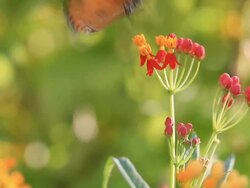 Butterfly Stock Footage