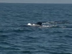 Humpback whale in sea off Santa Barbara News Clip