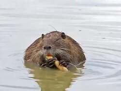 MS Shot of myocastor coypus eating Bark of Branch / Saintes Marie de la Mer, Camargue, France Stock Footage