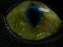 reptile eye Stock Footage