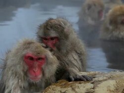 Japanese Macaques ( Macaca Fuscata ) monkeys, Jigokudani nature reserve, Chubu, Japan, Asia Stock Footage