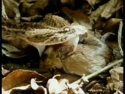 CU snake attacks & successfully catches prey on leaf litter, sequence; SEQUENCE OF CLIPS, SPECIAL TERMS APPLY Stock Footage