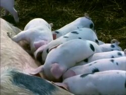 MS Many piglets suckling from mother, England Stock Footage