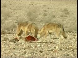 Pair of Grey Wolves, Canis lupus,  feeding, eating a lamb carcass, carrying away from birds, MS, Negev Desert, Israel Stock Footage
