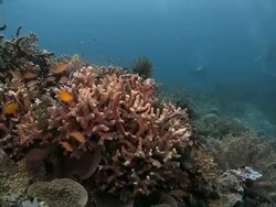 Staghorn coral, damselfish, coral reef, undersea Stock Footage
