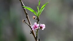 Peach flowers Stock Footage