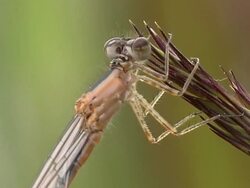 Damselfly Stock Footage