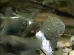CU Common Frog (Rana temporaria) Tadpoles feeding on dead fish, England Stock Footage