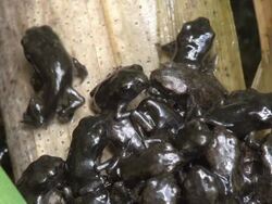 MS Shot of Common Toad Bufo bufo toadlets emerging from the water as tadpoles and drying out into juvenile toads, / Newcastle Emlyn, Ceredigion, United Kingdom  Stock Footage