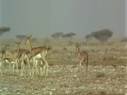 WA Arabian gazelles, Gazella arabica, walking in desert, some stop and look to camera, Jiddat al Harasis desert, Oman Stock Footage