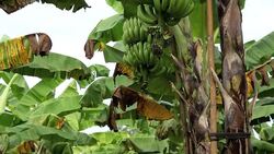 banana tree Stock Footage
