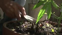 VOICED : Mas del 60% de los uruguayos contra News Clip