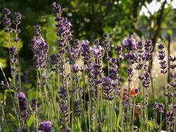 Lavender Stock Footage