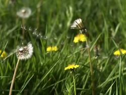 CU SLO MO Seeds from dandelion clocks being blown and dispersed by Wind / Vieux Pont, Normandy,  France Stock Footage