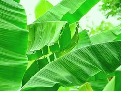 green Banana leaf Stock Footage