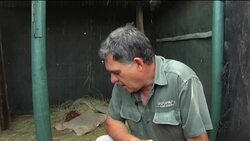 Abandoned white lion cubs reared by hand News Clip