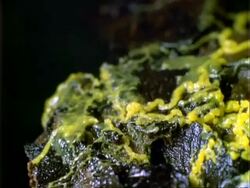 T/L yellow Slime Mould growth over log, pulsating, CU, Panama. Stock Footage