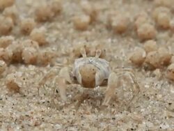 Sand Crab Stock Footage