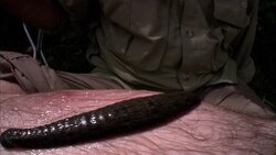 A giant leech slithers around on a researcher's leg. Stock Footage