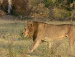 MS TS Shot of Lion walking through bush / Okavango Delta, North-West District, Botswana Stock Footage