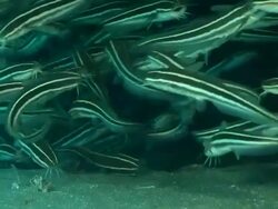 CU Shot of Striped eel-catfish school swimming against surge / Matola, Maputo, Mozambique Stock Footage
