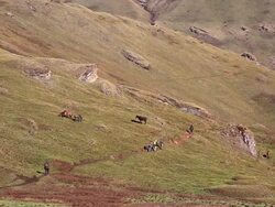 WS HA Sex herb collectors at Himalayan mountains / Durma, Banke District, Nepal Stock Footage